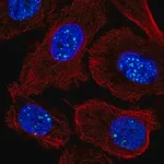 Merck Anti-RASL11A antibody produced in rabbit