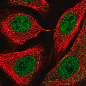 Merck Anti-USP3 antibody produced in rabbit