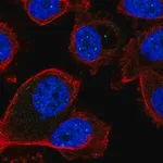 Merck Anti-FBXL3 antibody produced in rabbit