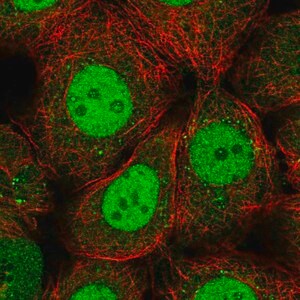 Merck Anti-RFXANK antibody produced in rabbit