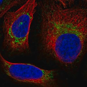 Merck Anti-UQCRQ antibody produced in rabbit