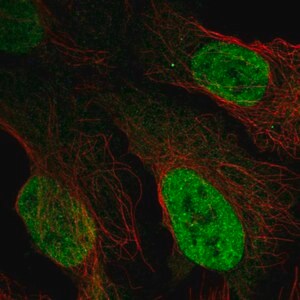 Merck Anti-AFF3 antibody produced in rabbit