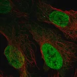 Merck Anti-AFF3 antibody produced in rabbit