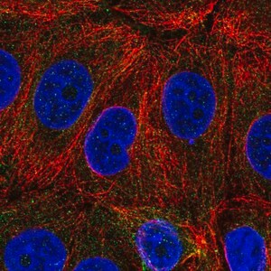 Merck Anti-C6orf47 antibody produced in rabbit