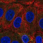 Merck Anti-C6orf47 antibody produced in rabbit