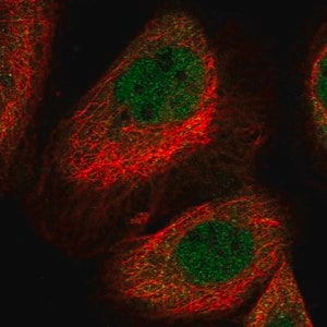 Merck Anti-LYST antibody produced in rabbit