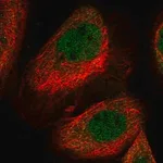 Merck Anti-LYST antibody produced in rabbit