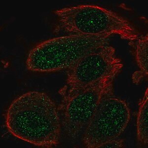 Merck Anti-GADD45A antibody produced in rabbit
