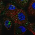 Merck Anti-SEC24D antibody produced in rabbit