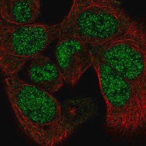 Merck Anti-PAPLN antibody produced in rabbit