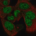 Merck Anti-PAPLN antibody produced in rabbit