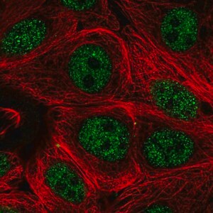 Merck Anti-PCNX1 antibody produced in rabbit