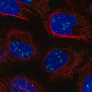 Merck Anti-CASP8AP2 antibody produced in rabbit