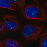 Merck Anti-CASP8AP2 antibody produced in rabbit