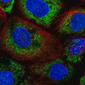 Merck Anti-ABR antibody produced in rabbit