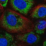 Merck Anti-ABR antibody produced in rabbit