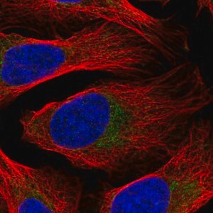 Merck Anti-DDX28 antibody produced in rabbit