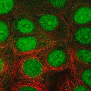 Merck Anti-NUB1 antibody produced in rabbit