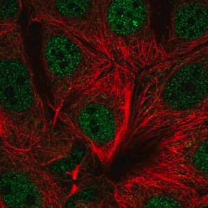 Merck Anti-UBR5 antibody produced in rabbit