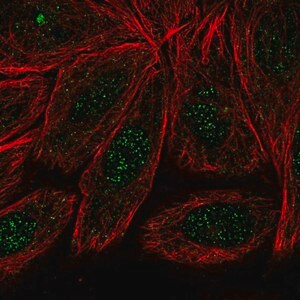 Merck Anti-ARMC2 antibody produced in rabbit