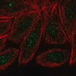 Merck Anti-ARMC2 antibody produced in rabbit