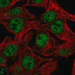 Merck Anti-NSL1 antibody produced in rabbit