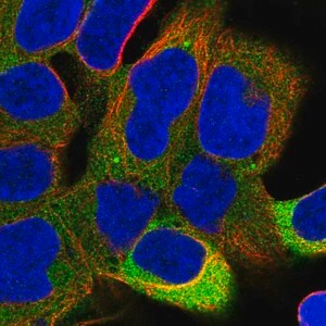Merck Anti-PPP6R1 antibody produced in rabbit