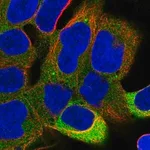 Merck Anti-PPP6R1 antibody produced in rabbit