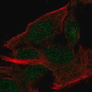 Merck Anti-MINDY2 antibody produced in rabbit