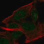 Merck Anti-MINDY2 antibody produced in rabbit