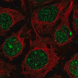 Merck Anti-RGCC antibody produced in rabbit