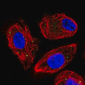 Merck Anti-CLCN4 antibody produced in rabbit