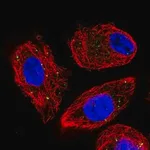 Merck Anti-CLCN4 antibody produced in rabbit