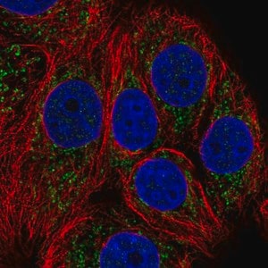 Merck Anti-NDUFB1 antibody produced in rabbit