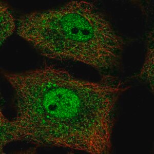 Merck Anti-NFKBIB antibody produced in rabbit