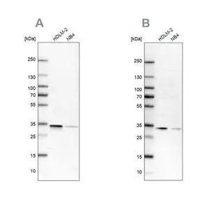Merck Anti-SFXN1 antibody produced in rabbit