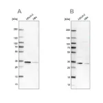 Merck Anti-SFXN1 antibody produced in rabbit