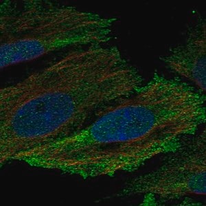 Merck Anti-HCK antibody produced in rabbit