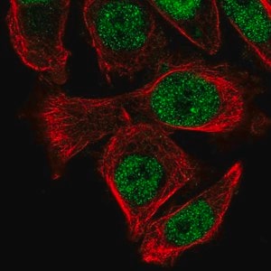 Merck Anti-PUS3 antibody produced in rabbit