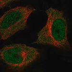 Merck Anti-C5orf51 antibody produced in rabbit