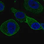 Merck Anti-STXBP2 antibody produced in rabbit