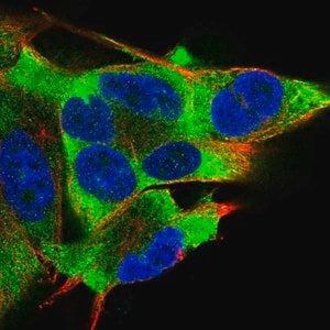 Merck Anti-EIF2AK2 antibody produced in rabbit