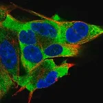 Merck Anti-EIF2AK2 antibody produced in rabbit