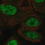 Merck Anti-MSX1 antibody produced in rabbit