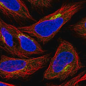 Merck Anti-GPR108 antibody produced in rabbit