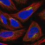 Merck Anti-GPR108 antibody produced in rabbit