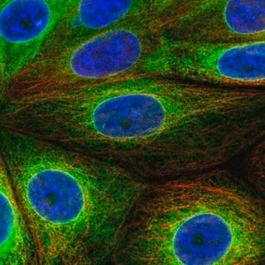 Merck Anti-SCD antibody produced in rabbit