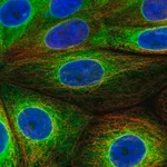 Merck Anti-SCD antibody produced in rabbit