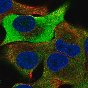 Merck Anti-TRIB1 antibody produced in rabbit