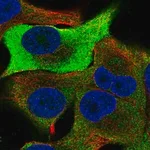 Merck Anti-TRIB1 antibody produced in rabbit